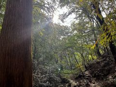-波尔登森林公园