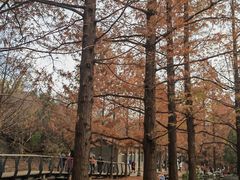 -白水寺森林公园