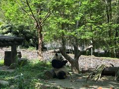 -都江堰中华大熊猫苑