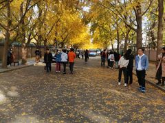 -三里屯东五街银杏大道