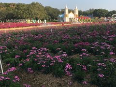 -松山湖梦幻百花洲