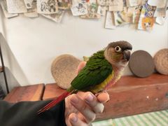 -吉丁鸟咖·异宠·寄养