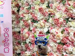 -百好乐宠物友好餐厅(朝外大街店)