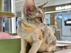 -babydoll猫舍·米努特·德文·缅因(久光中心店)