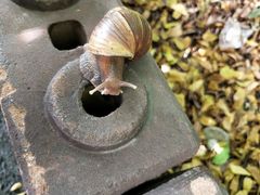 -彩虹云霄拜约克摩天塔