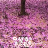春日烂漫 就在眼前 西四环徒步赏花攻略