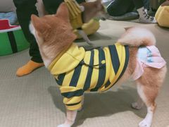 -逗柴咖啡屋·狗咖猫咖宠物桌游