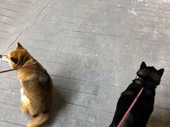 -是阿柴呀！柴犬咖啡·爱喵喵猫咖
