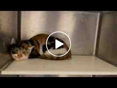 -萌兽医馆·犬猫专科·眼科中心·宠物医院(朝阳门分院)
