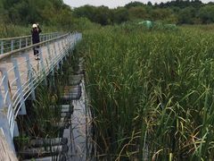 -西湖风景区-江洋畈生态公园