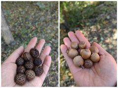 -北京西山国家森林公园