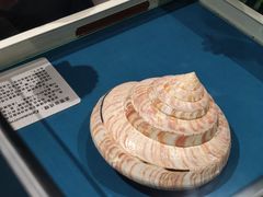 -青岛贝壳博物馆