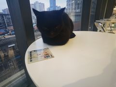 -怪兽屋·羊驼·猫咖·狗咖(俊华广场店)