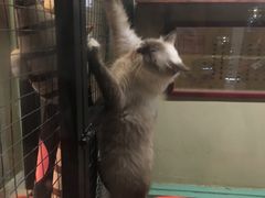 -猫咪博物馆(顶澳仔猫街店)
