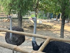 -大连森林动物园