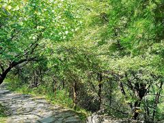 -阳台山自然风景区