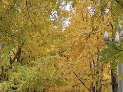 -四川大学(华西校区)