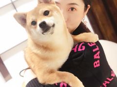 -逗柴咖啡屋·狗咖猫咖宠物桌游