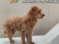 -瑞鹏宠物医院·骨外科·心肾科·肿瘤科(九亭店)