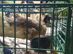 -百丈园(陈村店)