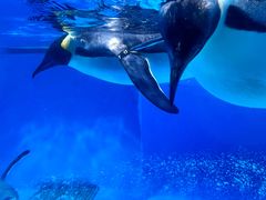 -海合安成都极地海洋公园