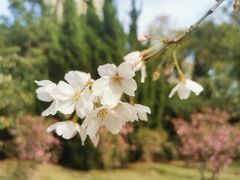 -新虹桥中心花园