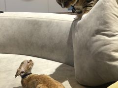 -啵啵喵·猫咖(攀华国际店)