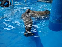 -海合安成都极地海洋公园
