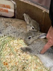 -Zoolung Zoolung动物主题公园(海信广场店)