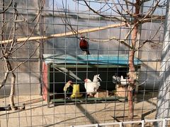 -食家鸽园