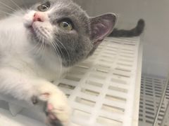 -lincat·猫舍(广州店)