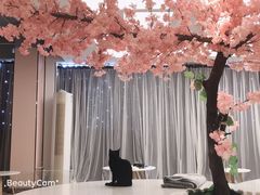 -浣熊柯尔鸭土拨鼠·电玩咖