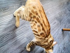 -吉丁鸟咖·异宠·寄养