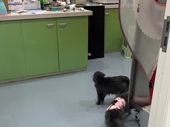 -佳怡动物医院·平价24小时·猫专科骨外科