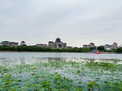 -莲花池公园