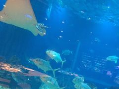 -海棠湾洲际-涛·海底餐厅·美人鱼·自助餐·海底隧道