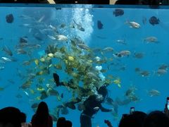 -瑞德姆美人鱼海底演艺主题餐厅(亚龙湾店)