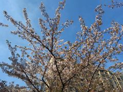 -高东镇樱花园