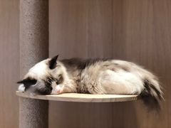 -CAT’S MEWSTAR CAFE·喵星球猫屋(晴湾咖啡店)