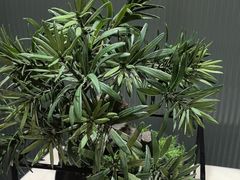 -青水瓦台汤泉(未央店)