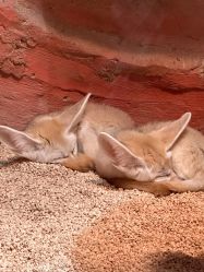 -Zoolung Zoolung动物主题公园(海信广场店)