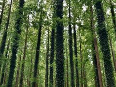 -黄海国家森林公园