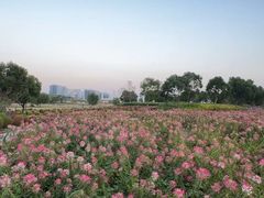 -春花秋色城市公园