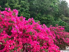 -金山植物公园