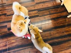 -豆柴町-柴犬主题狗咖(红鼎国际C座店)