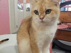 -喵匠猫主题咖啡(凯德和平广场店)