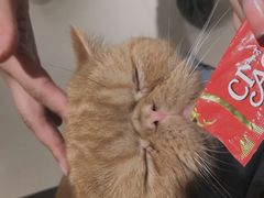 -飞行喵MR PILOT|猫舍·猫咖(静安大融城店)