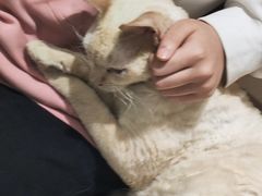 -藏猫猫咖啡主题馆(中央大道店)