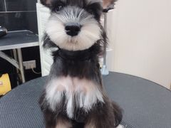 -小尾巴宠物店(万科·金域华庭店)