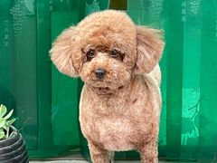 -宠福鑫康馨动物医院·骨科·眼科